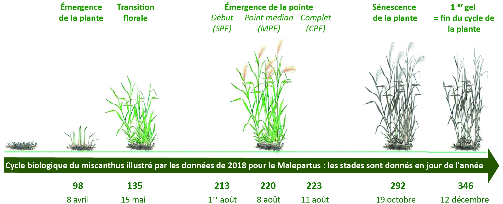 Figure 1 - Le cycle de la culture de miscanthus - voir la transcription ci-dessous