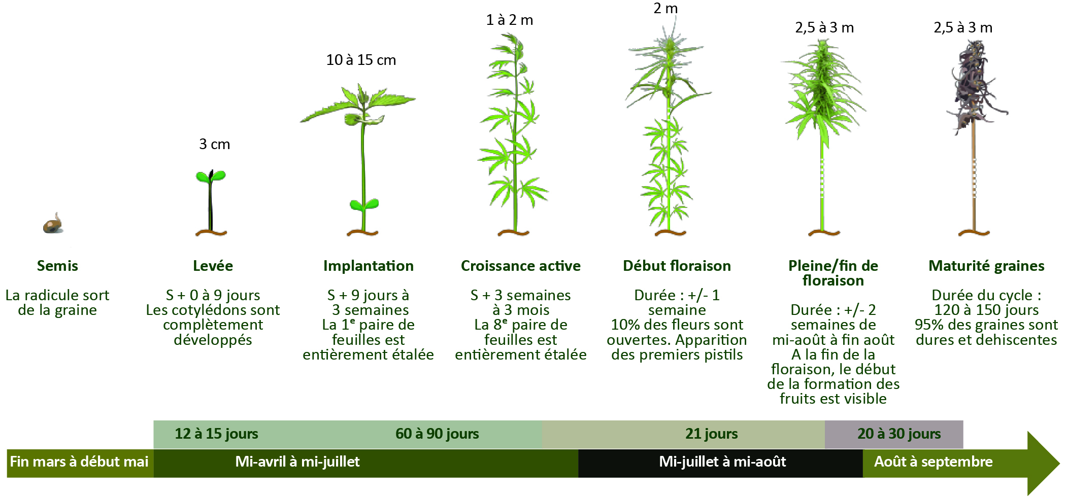 Figure 1- Le cycle de la culture de chanvre - voir la transcription ci-dessous