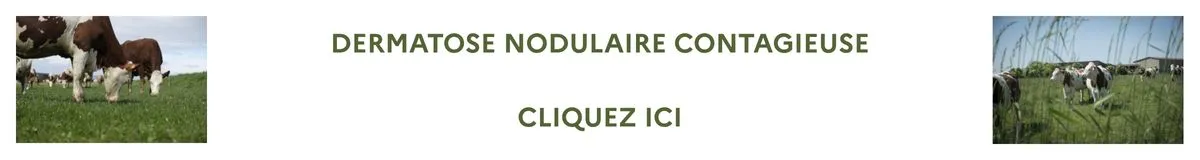 Dermatose nodulaire contagieuse 