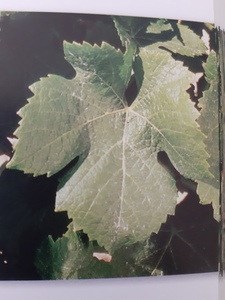 Feuille de Pinot noir