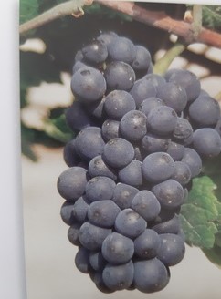 Grappe de Pinot noir