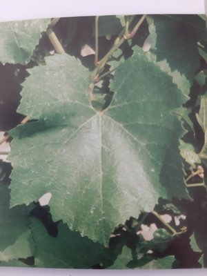 Feuille de Chardonnay