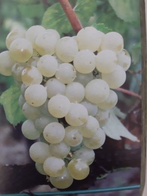 Grappe de Chardonnay