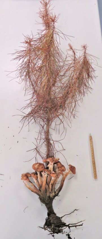 Armillaria ostoyae sur jeune plant de pin de maritime
