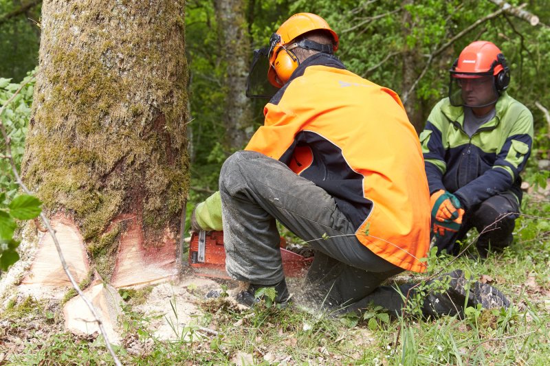 Image 3 : Techniques forestières